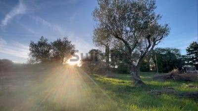 /international/fr/collias-languedoc-roussillon-310107467976/