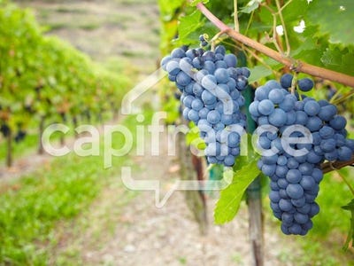 /international/fr/cissac-medoc-aquitaine-310101230531/?lang=de