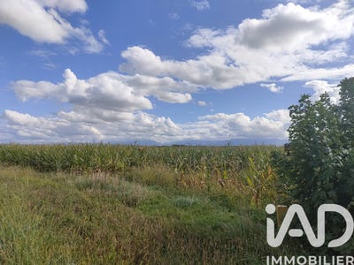 /international/fr/ibos-midi-pyrenees-310106064290/