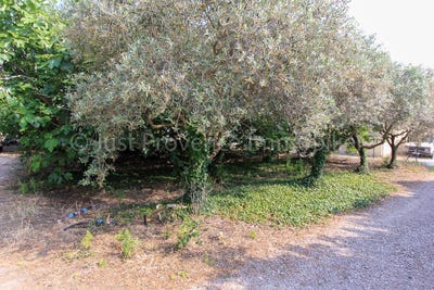 /international/fr/caromb-provence-alpes-cote-d-azur-310108249527/