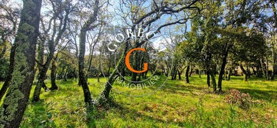 /international/fr/saint-siffret-languedoc-roussillon-310105914088/