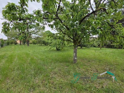 /international/fr/montigny-sur-loing-ile-de-france-310107886937/
