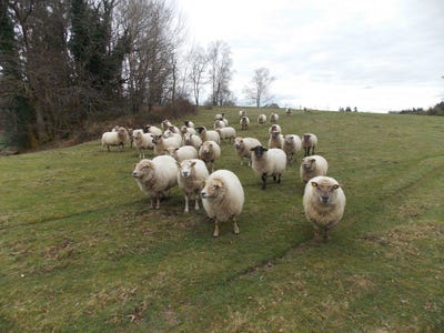/international/fr/marval-limousin-310107560790/