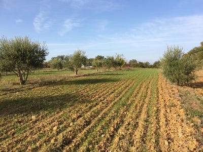 /international/fr/alignan-du-vent-languedoc-roussillon-310100548694/