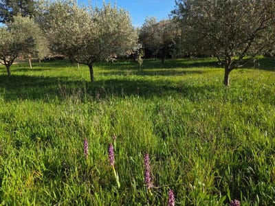 /international/fr/pujaut-languedoc-roussillon-310107045863/