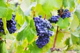 /international/fr/lussac-charente-310104866215/