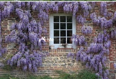 /international/fr/motteville-upper-normandy-310103687782/