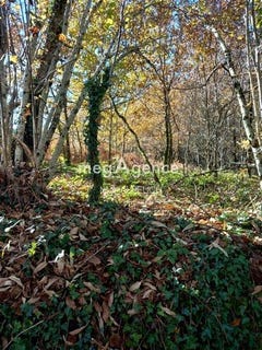 /international/fr/le-chastang-limousin-310105991879/
