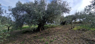 /international/fr/fontes-languedoc-roussillon-310108618592/