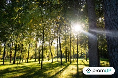 /international/fr/meusnes-centre-val-de-loire-310103176402/