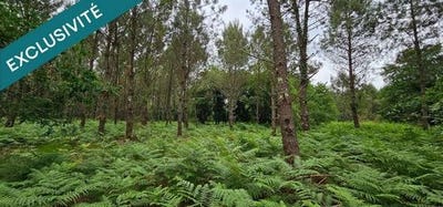 /international/fr/rion-des-landes-aquitaine-310100016017/