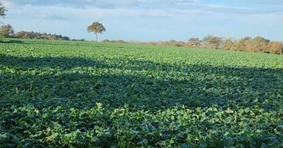 /international/fr/pontchateau-pays-de-la-loire-310103490648/