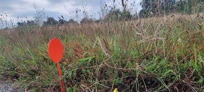 /international/fr/le-fenouiller-pays-de-la-loire-310104469041/