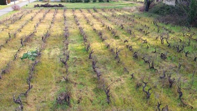 /international/fr/sainte-cecile-les-vignes-provence-alpes-cote-d-azur-310110401156/