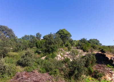 /international/fr/tavaco-corsica-310100361475/