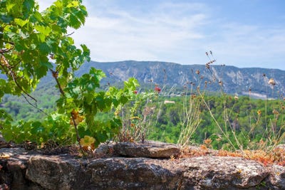 /international/fr/menerbes-provence-alpes-cote-d-azur-310097272797/