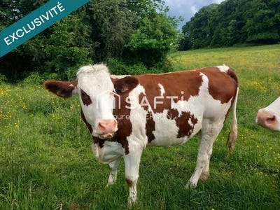 /international/fr/vesoul-franche-comte-310109106894/