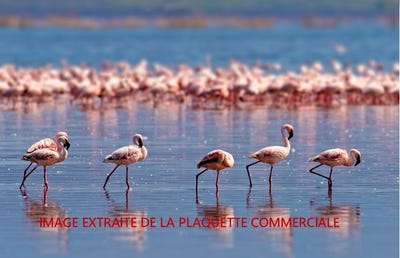 /international/fr/mauguio-languedoc-roussillon-310106799375/