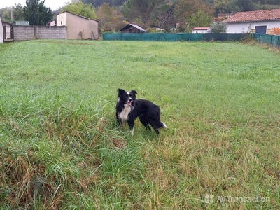 /international/fr/albi-midi-pyrenees-310105106402/