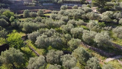/international/fr/ales-languedoc-roussillon-310108967319/