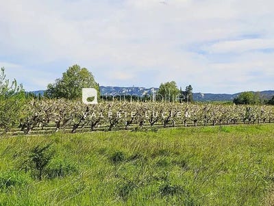 /international/fr/maillane-provence-alpes-cote-d-azur-310098973045/