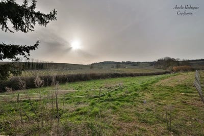 /international/fr/fuisse-burgundy-310108128390/
