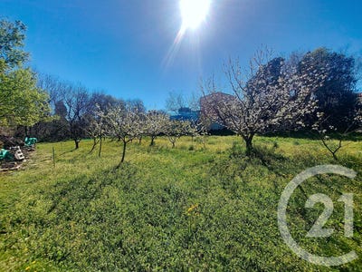 /international/fr/ceret-languedoc-roussillon-310110289341/