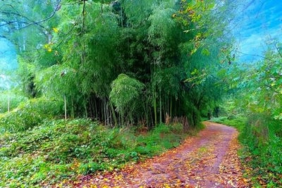 /international/fr/lescure-d-albigeois-midi-pyrenees-310105371780/