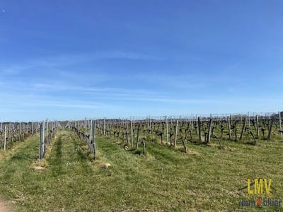 /international/fr/lussac-charente-310104897749/
