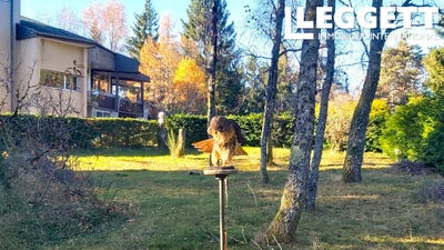 /international/fr/saint-yrieix-le-dejalat-limousin-310098370807/