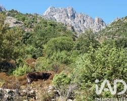 /international/fr/popolasca-corsica-310108892834/