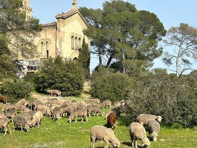 /international/fr/saint-raphael-provence-alpes-cote-d-azur-310101087295/