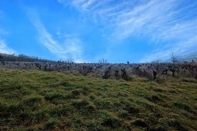 /international/fr/albi-midi-pyrenees-310099724175/