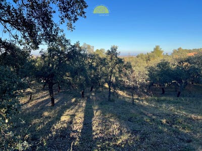 /international/fr/montesquieu-des-alberes-languedoc-roussillon-310104532696/