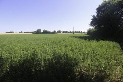 /international/fr/nachamps-charente-310100636972/?lang=en