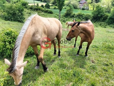 /international/fr/moissac-midi-pyrenees-310098904611/?lang=it