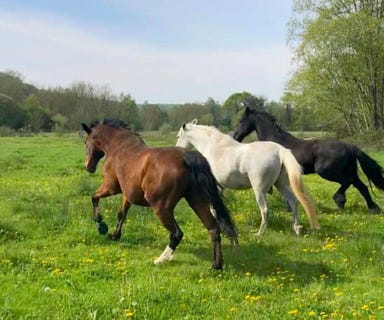 /international/fr/houdan-picardie-310097272898/
