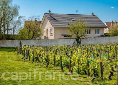 /international/fr/nuits-saint-georges-burgundy-310106780145/