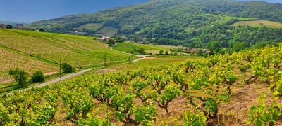 /international/fr/julienas-rhone-310107774552/