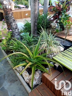 /international/gp/sainte-anne-pointe-a-pitre-310098793096/