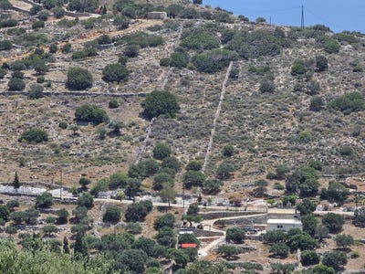 /international/gr/epano-pines-crete-120088799677/