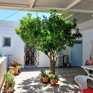 /international/gr/chandras-crete-310102346068/