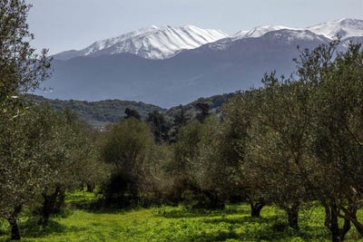 /international/gr/vamos-crete-310098722634/