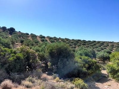 /international/gr/palekastro-crete-120078763952/