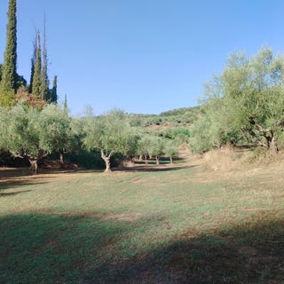 /international/gr/androusa-peloponnese-western-greece-and-ionian-310106576281/