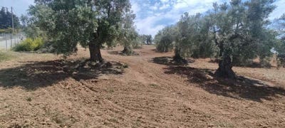 /international/gr/poseidi-macedonia-thrace-310100114618/