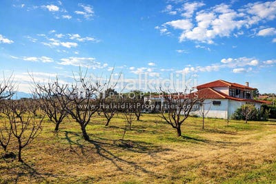 /international/gr/nea-triglia-macedonia-thrace-310108871101/