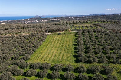 /international/gr/xamoudochori-crete-310107046182/