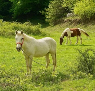 /international/gr/elatochori-macedonia-thrace-310104526078/