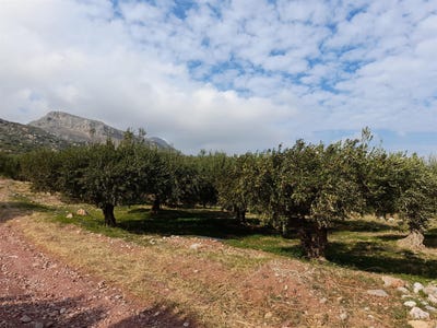 /international/gr/zakros-crete-120079023435/